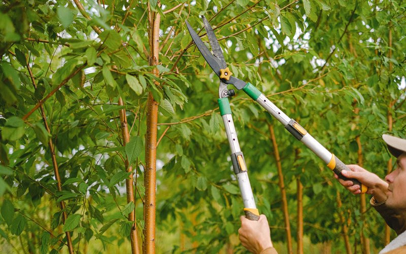 Tree trimming in Seminole, TX